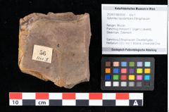 Foto (Objekt + Etikett) von Xylomites liquidambaris Ettingshausen (NHMW-GEO-2024-0188-0056)